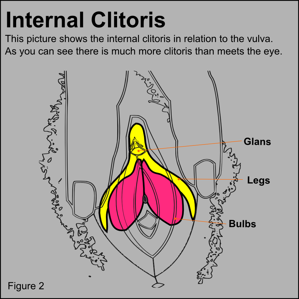Internal Clitoris