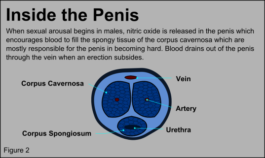 D and P penis cross section